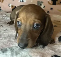 Louise , a female Miniature Dachshund for sale in Old Town, FL – Photo 5 of 8