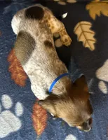 Sammy, a male Miniature Dachshund for sale in Old Town, FL – 2 of 10