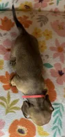 Ruby, a female Miniature Dachshund for sale in Old Town, FL – 2 of 6