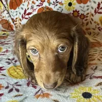 Abby, a female Miniature Dachshund for sale in Old Town, FL – 2 of 8