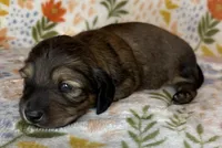 Wilma, a female Miniature Dachshund for sale in Old Town, FL – Photo 3 of 9