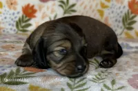 Wilma, a female Miniature Dachshund for sale in Old Town, FL – Photo 2 of 9