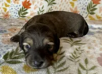 Wilma, a female Miniature Dachshund for sale in Old Town, FL – Photo 4 of 9