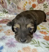 Wilma, a female Miniature Dachshund for sale in Old Town, FL – Photo 7 of 9