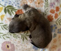 Wilma, a female Miniature Dachshund for sale in Old Town, FL – Photo 8 of 9