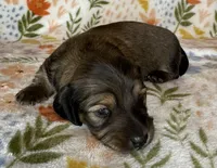 Wilma, a female Miniature Dachshund for sale in Old Town, FL – Photo 6 of 9