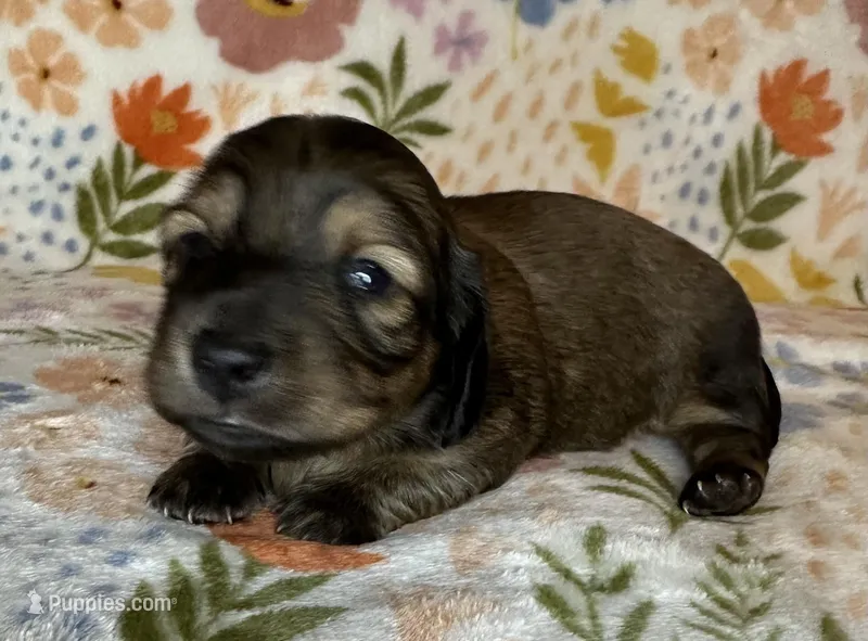 Wilma – Miniature Dachshund puppy for sale in Old Town, FL