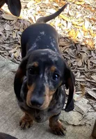 Teddy, a male Miniature Dachshund for sale in Old Town, FL – 10 of 10
