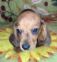Hank , a male Miniature Dachshund for sale in Old Town, FL – 3 of 10