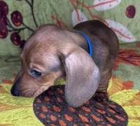 Rusty, a male Miniature Dachshund for sale in Old Town, FL – 3 of 9