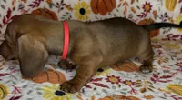 Annie, a female Miniature Dachshund for sale in Old Town, FL – 2 of 10