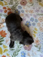 Coco, a female Miniature Dachshund for sale in Old Town, FL – 4 of 4