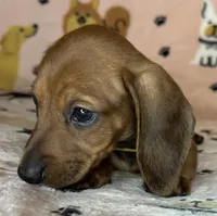 Lou, a female Miniature Dachshund for sale in Old Town, FL – Photo 3 of 8