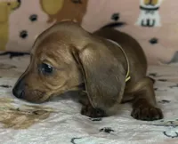 Lou, a female Miniature Dachshund for sale in Old Town, FL – Photo 1 of 8