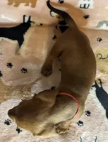 Annie, a female puppy for sale in Old Town, FL – Photo 7 of 8