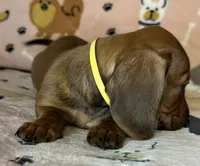 Lou, a female Miniature Dachshund for sale in Old Town, FL – Photo 5 of 8
