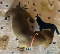 Annie, a female puppy for sale in Old Town, FL – Photo 8 of 8