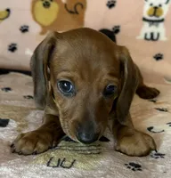 Lou, a female Miniature Dachshund for sale in Old Town, FL – Photo 7 of 8