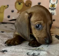 Lou, a female Miniature Dachshund for sale in Old Town, FL – Photo 2 of 8