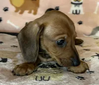Lou, a female Miniature Dachshund for sale in Old Town, FL – Photo 6 of 8