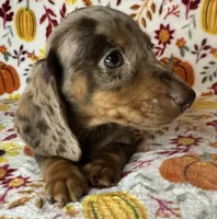 Pixie , a female Miniature Dachshund for sale in Old Town, FL – 7 of 10