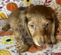 Abby, a female Miniature Dachshund for sale in Old Town, FL – 3 of 8