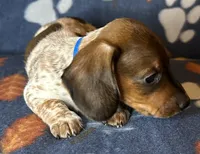 Sammy, a male Miniature Dachshund for sale in Old Town, FL – 5 of 10