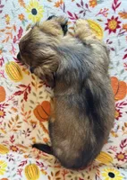 Nelly, a female Miniature Dachshund for sale in Old Town, FL – 5 of 7