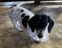 Rusty, a male Miniature Dachshund for sale in Old Town, FL – 8 of 9