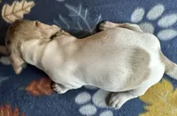 Clem, a male Miniature Dachshund for sale in Old Town, FL – 6 of 10