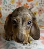 Luann, a female Miniature Dachshund for sale in Old Town, FL – 3 of 10