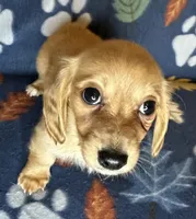 Henry, a male Miniature Dachshund for sale in Old Town, FL – 4 of 9