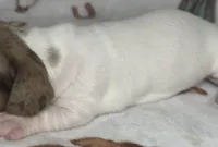 Hank, a male Miniature Dachshund for sale in Old Town, FL – Photo 8 of 9