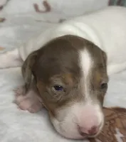 Hank, a male Miniature Dachshund for sale in Old Town, FL – Photo 4 of 9