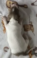 Hank, a male Miniature Dachshund for sale in Old Town, FL – Photo 7 of 9