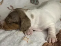 Hank, a male Miniature Dachshund for sale in Old Town, FL – Photo 6 of 9