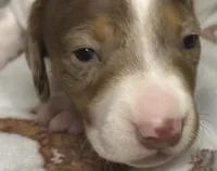 Hank, a male Miniature Dachshund for sale in Old Town, FL – Photo 2 of 9