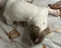 Hank, a male Miniature Dachshund for sale in Old Town, FL – Photo 3 of 9