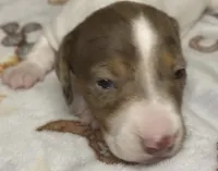 Hank, a male Miniature Dachshund for sale in Old Town, FL – Photo 1 of 9