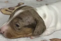 Hank, a male Miniature Dachshund for sale in Old Town, FL – Photo 9 of 9