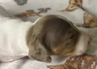 Hank, a male Miniature Dachshund for sale in Old Town, FL – Photo 5 of 9