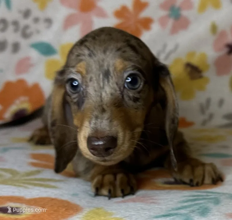 Luann – Miniature Dachshund puppy for sale in Old Town, FL