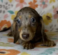 Luann, a female Miniature Dachshund for sale in Old Town, FL – 1 of 10