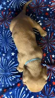 Charlie , a male Miniature Dachshund for sale in Old Town, FL – 5 of 7