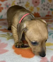 Ruby, a female Miniature Dachshund for sale in Old Town, FL – 6 of 6