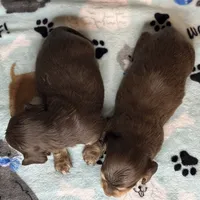 Jerry , a male Miniature Dachshund for sale in Old Town, FL – 9 of 9
