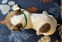 Duncan , a male Miniature Dachshund for sale in Old Town, FL – 7 of 10
