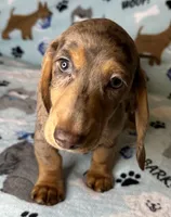 Lou, a male Miniature Dachshund for sale in Old Town, FL – 4 of 10