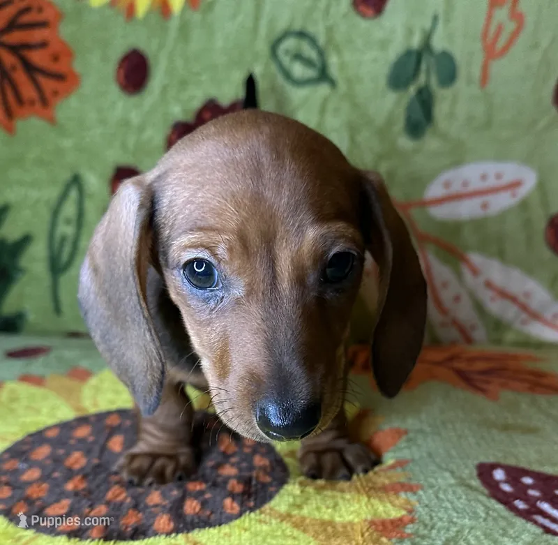 Rusty – Miniature Dachshund puppy for sale in Old Town, FL