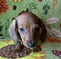 Rusty, a male Miniature Dachshund for sale in Old Town, FL – 1 of 9